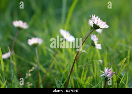 Les marguerites blanches sur le fond d'herbe verte, full frame horizontale Banque D'Images