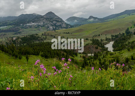 Fleurs roses en premier plan du Wyoming désert sur la journée d'été couvert Banque D'Images