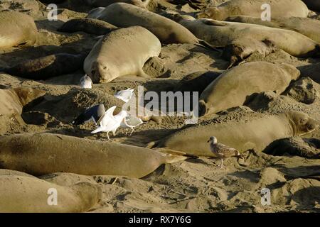 Les éléphants de colonie sur la côte de sable de la Californie dans la soirée avec les mouettes à traîner avec joints Banque D'Images