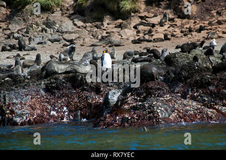 Elsehul Bay South Georgia Island, king penguin parmi la fourrure de côte rocheuse Banque D'Images