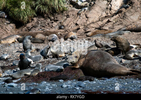 Elsehul Bay South Georgia Island, brown skua perché sur un éléphant de mer sur la plage sud Banque D'Images