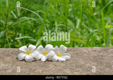 Plumeria flower sur un banc de parc ou d'une table avec une forêt en arrière-plan Banque D'Images