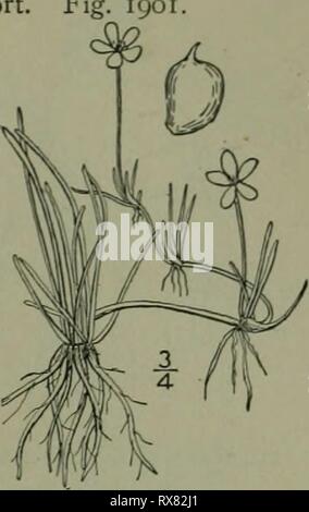 Une flore illustrée de la flore illustrée du nord des États-Unis, le Canada et les possessions britanniques : de Terre-Neuve jusqu'au parallèle de la limite sud de la Virginie et de l'océan Atlantique à l'ouest jusqu'à la 102e méridien d'illustratedflo2ED02brit Année : 1913 FAMILLE CROWFOOT. 7. Ranunculus reptans L. Creeping Spearwort. Fig^ 190 Ranunculus reptans L. sp. PI. 549. 1753. Ranunculus filiformis Michx. FI. Bor. Am. I : 320. 1803. Ranunculus flammula var. reptans E. Meyer. PI. Lab. 96. 1830. R. Flammula inlermedius crochet. FI. Bor. Am. j : 11. 1829. Retrait ou inclinable, glabr Banque D'Images