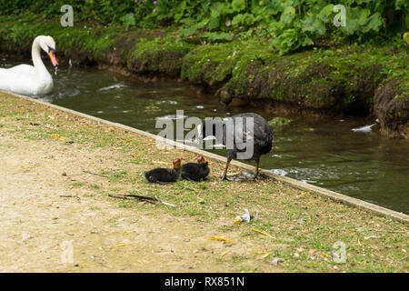 L'eau mère eurasienne foulque avec deux poussins fouraging Banque D'Images