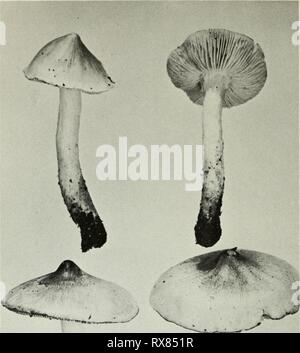 Champignons vénéneux et comestibles de champignons vénéneux et comestibles du Canada ediblepoisonousm00grov Année : 1979 Banque D'Images