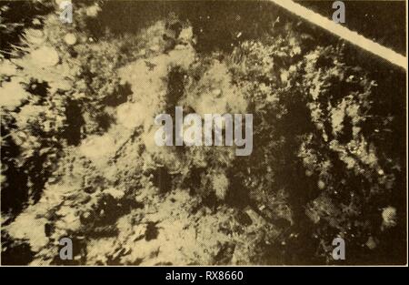 L'écologie et la répartition de l'écologie et la distribution de l'rockboring les pélécypodes au large de la plage de Del Monte, Monterey, Californie. ecologydistribut00boot Année : 1972 Banque D'Images
