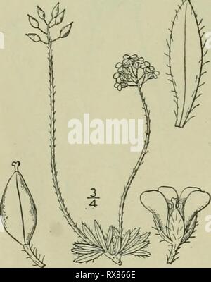 Une flore illustrée de la flore illustrée du nord des États-Unis, le Canada et les possessions britanniques : de Terre-Neuve jusqu'au parallèle de la limite sud de la Virginie et de l'océan Atlantique à l'ouest jusqu'à la 102e méridien d'illustratedflo2ED02brit Année : 1913 13. Draba alpina L. Whitlow Alpin-herbe. Fig. L'année 2009. Draba alpina L. sp. PI. 642. 1753. Plante vivace par un caudex ramifié, densément pubescente, bords de touffes, j'-6' de hauteur. Toutes les feuilles basilaires, ensemble ou quelques dents, oblongues-lancéolées ou oblongues, obtuses ou aiguës, à l'apex, la plupart s'est rétréci à la base, cilié, ou velue-pu Banque D'Images