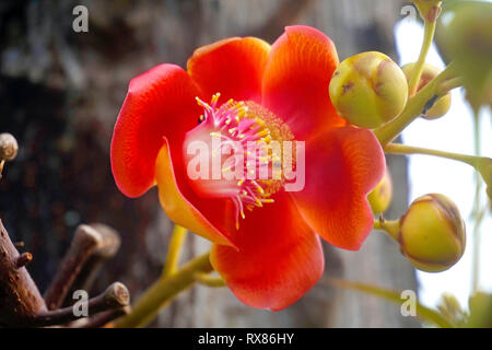 Blossom d'un Cannonball tree (Couroupita guianensis Aubl.), Koh Samui, Thaïlande Banque D'Images