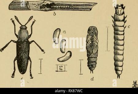 Entomologie économique pour l'agriculteur entomologie économique pour l'agriculteur et le producteur de fruits, et pour l'utiliser comme un texte-livre dans les écoles et les collèges agricoles ; economicentomol Année : 1906 smit00176 Une entomologie économique. noir, tandis que le thorax est généralement plus ou moins rouge ou jaune. Notre commune est l'espèce d'alimentation de trèfle. mozardi L. Il est rare qu'une espèce devient assez abondantes pour faire sensible en- FiG. 151. Languria mozardi.-n, l'oeuf ; b, larve dans le trèfle ; souches c, larve, pupe ; d ; e, adulte. jury ; mais dans le trèfle, si une zone infestée se produit, coupe étroite invite ou turnin Banque D'Images