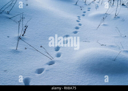 Les pistes dans la neige, des traces de l'animal dans la neige profonde, près de la forêt. Banque D'Images