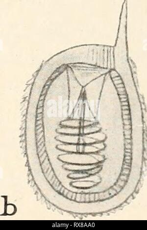 Einführung in die Biologie (1912) Einführung in die Biologie einfhrungindie00maas Année : 1912 une Fig. 98. Une explodierte eingeschlossene b, à Zelle. Nesselkapsel besitzt und die darum direkt als Muskelzellen ist werden. Dem wirken appartements- noch beim Ergreifen Beute der besondere Zellorgane, die sog. , Nesselkapseln ätzenden kleine, mit einer Flüssigkeit gefüllte, je in einer Zelle liegende Bläschen, die bei entsprechender 14 jeunesse* Banque D'Images