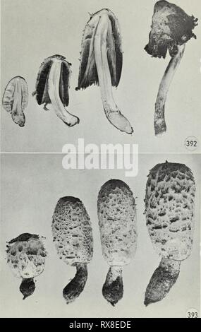 Champignons vénéneux et comestibles de champignons vénéneux et comestibles du Canada ediblepoisonousm00grov Année : chiffres de 1979 392-393. Coprinuscomatus. 287 Banque D'Images