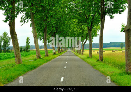 Route de campagne bordée de platanes près de Mirande, Gers, nouveau Aquitaine, France Banque D'Images