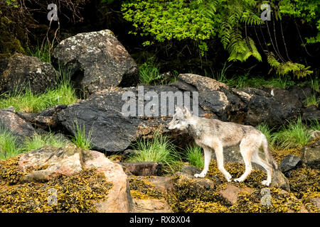 Côtières de la Colombie-Britannique, Loup gris (Canis lupus columbianus) (Canis lupus), sanctuaire de l'ours grizzli Khutzeymateen, NORD, QC, Canada Banque D'Images