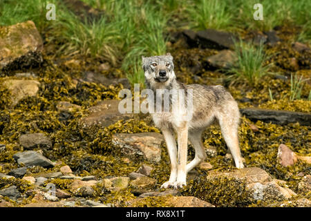 Côtières de la Colombie-Britannique, Loup gris (Canis lupus columbianus) (Canis lupus), sanctuaire de l'ours grizzli Khutzeymateen, Nord, BC Canada Banque D'Images