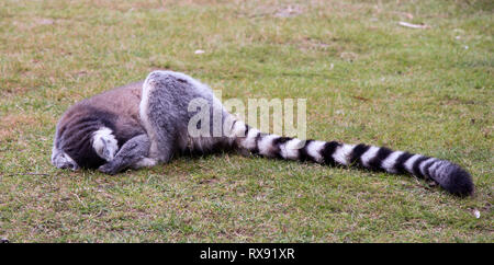 Couchage Lemur Banque D'Images