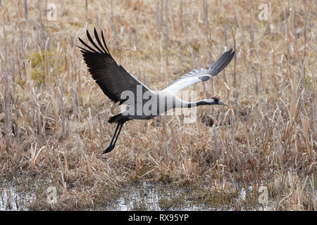 Grue cendrée (grus grus) volant au-dessus des zones humides au printemps. Libre de droit de grand oiseau avec des ailes. Banque D'Images