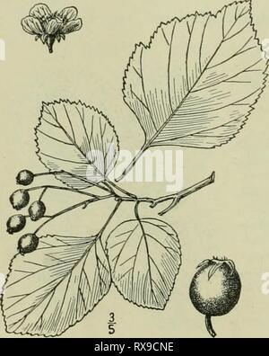 Une flore illustrée de la flore illustrée du nord des États-Unis, le Canada et les possessions britanniques : de Terre-Neuve jusqu'au parallèle de la limite sud de la Virginie et de l'océan Atlantique à l'ouest jusqu'à la 102e méridien d'illustratedflo2ED02brit Année : 1913 29. Crataegus canadensis Sargent. Feuilles ovées- Thorn. Fig. 2363. Sarg. L'homme. Arbres un arbre, parfois 30° max, avec le jaune, l'écorce écailleuse semblable à celle d'un jeune, Piatanus les épines je' de long. Feuilles ovées-elliptiques ou obovales, j'Y-2J' de long, s'-2' de large, obtus ou aigus à l'apex, largement arrondie ou cunéiforme à la base, Banque D'Images