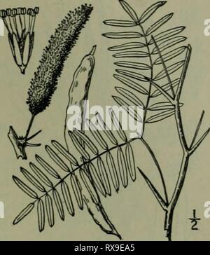 Une flore illustrée de la flore illustrée du nord des États-Unis, le Canada et les possessions britanniques : de Terre-Neuve jusqu'au parallèle de la limite sud de la Virginie et de l'océan Atlantique à l'ouest jusqu'à la 102e méridien d'illustratedflo2ED02brit Année : 1913 LA FAMILLE DE MIMOSA. Prosopis glandulosa Torr. Prairie de Mesquite. Fig. 2433. P. glandulosa Torr. Ann. Lye. 2 : 192 X. Y.. pi. j. j8j8. Glabres ou pubescentes minutieusement un arbuste, l'aisselle habituellement avec une paire d'épines acérées. Petioied 2 feuilles, avec la diffusion de courtes tiges pinnae, chacune de nombreuses folioles sessiles qui sont li Banque D'Images