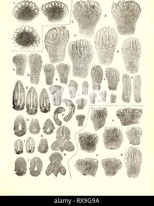 Les échinodermes asteroidea (1920) échinodermes asteroidea echinodermataast00khle Année : 1920 AUSTRALASIAN ANTARCTIC EXPEDITION SERIES C VOL VIII 63 PLAQUE. Banque D'Images