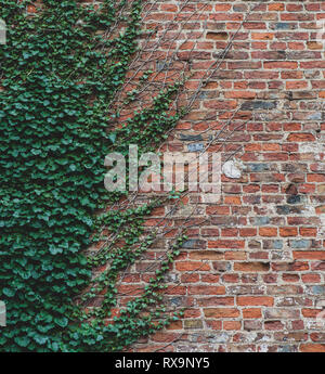 Vignes grimper en haut d'un mur de briques et d'offrir un modèle intéressant à mi-chemin Banque D'Images