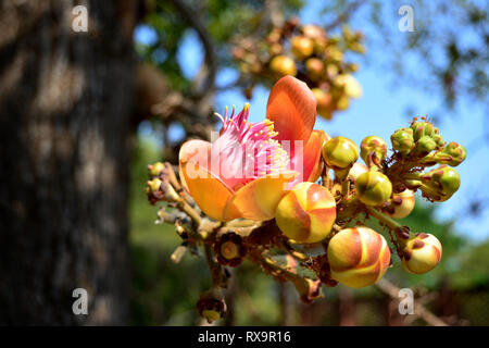 Libre d'un cannonball tree flower et bourgeons couverts de fourmis Banque D'Images