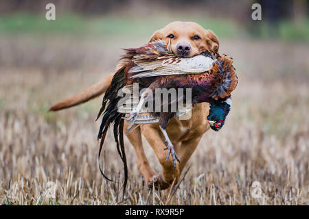 Un renard roux-Labrador de l'extraction d'un faisan Banque D'Images