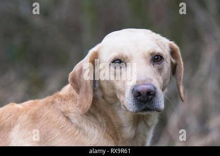 Head shot of golden labrador Banque D'Images
