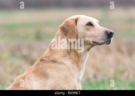 Head shot of golden labrador Banque D'Images