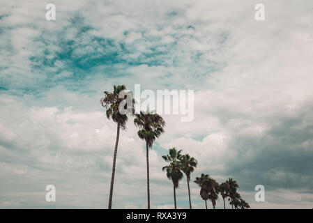 Low angle view of palm trees growing against cloudy sky at beach Banque D'Images