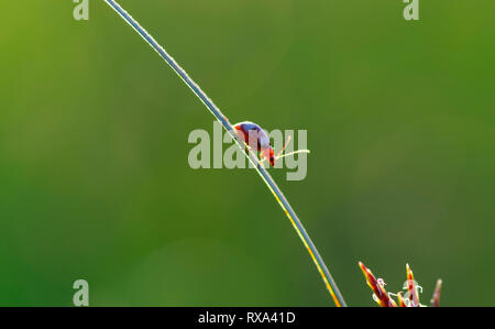 Close-up de petits bug percher sur tige de la plante Banque D'Images