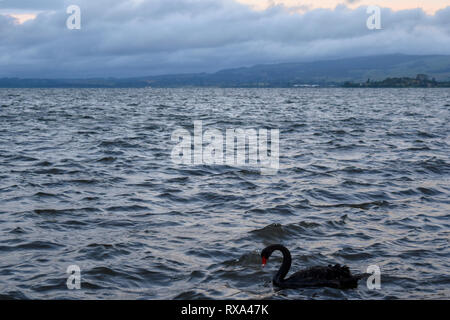 Cygne Noir sur le lac de natation contre ciel nuageux pendant le coucher du soleil Banque D'Images