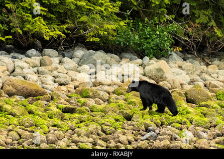 L'ours noir (Ursus americanus), Fortune Channel, l'île de Vancouver, BC Canada Banque D'Images