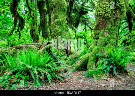 Hall de mousses Trail, Hoh Rainforest, Olympic National Park, Washington, USA Banque D'Images