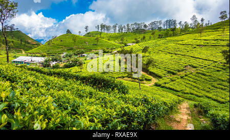 Plantation de thé vert célèbre paysage de Lipton du conducteur, Haputale, Sri Lanka. Banque D'Images
