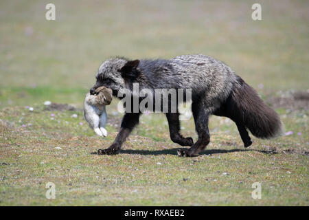 Une femelle adulte cross fox holding c'est rabit attraper dans un pré plein de fleurs sauvages ; la croix fox est une variante de couleur melanistic partiellement le renard roux (Vulpes vulpes). Banque D'Images