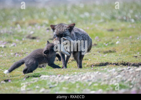 Une femelle adulte cross fox avec sa holding kit c'est rabit attraper dans un pré plein de fleurs sauvages ; la croix fox est une variante de couleur melanistic partiellement le renard roux (Vulpes vulpes). Banque D'Images