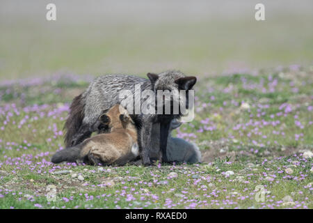 Une femelle adulte cross fox trousses de soins infirmiers dans un pré plein de fleurs sauvages ; la croix fox est une variante de couleur melanistic partiellement le renard roux (Vulpes vulpes). Banque D'Images