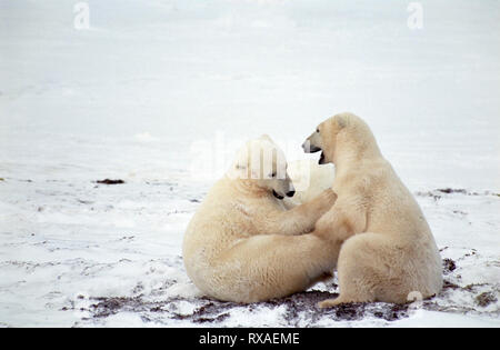 Les ours polaires mâles spar en fin d'automne, près de Churchill, Manitoba, Canada Banque D'Images