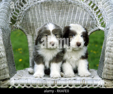 2 chiots Colley barbu assis sur une chaise en osier à côté de l'autre. Banque D'Images