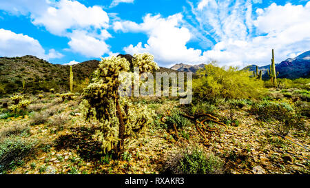 Randonnée sur les sentiers de randonnée entouré de Saguaro Cactus Cholla, et d'autres dans le désert semi paysage de la chaîne de montagnes McDowell, à proximité de Scottsdale Banque D'Images