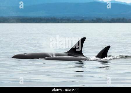 Biggs Épaulard (Orcinus orca), Cowichan Bay, île de Vancouver, BC Canada Banque D'Images