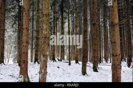 Des arbres sur le terrain couvert de neige en forêt durant l'hiver Banque D'Images