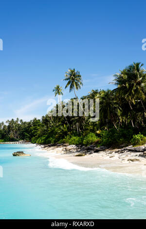 Vue panoramique sur la plage de palmiers poussent à contre ciel bleu au cours de journée ensoleillée Banque D'Images