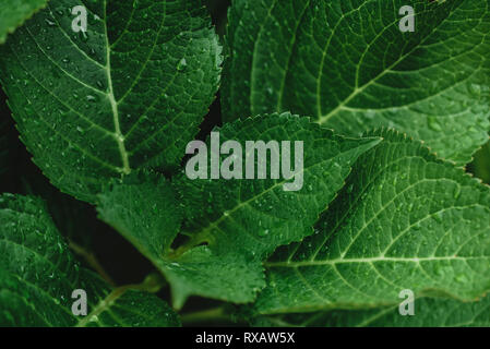 Portrait de gouttes d'eau sur les plantes pendant la saison des pluies Banque D'Images