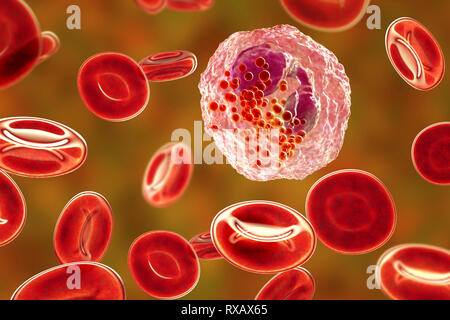 Globules blancs éosinophiles, illustration Banque D'Images