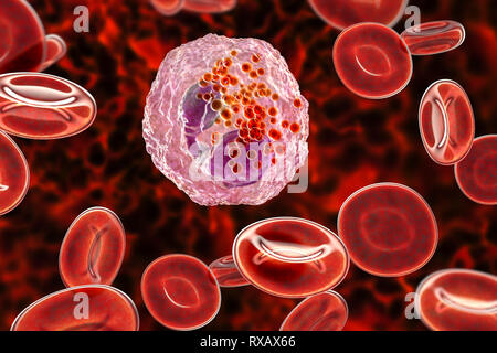 Globules blancs éosinophiles, illustration Banque D'Images