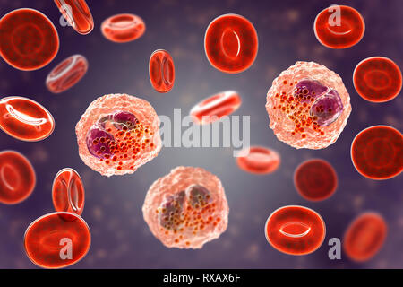 Frottis sanguin avec de nombreux éosinophiles, illustration Banque D'Images