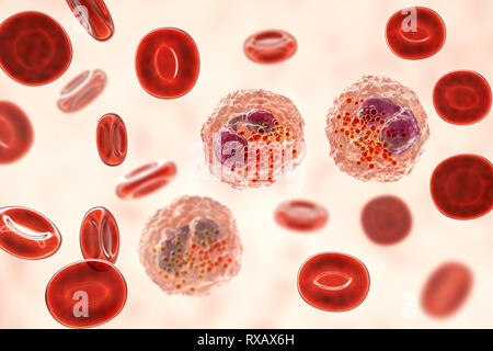Frottis sanguin avec de nombreux éosinophiles, illustration Banque D'Images