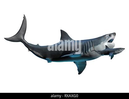 Megalodon et shark, illustration Banque D'Images